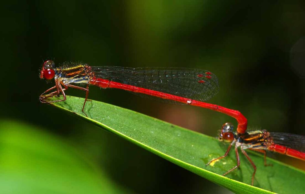 koraaljuffers Ceragrion tenellum