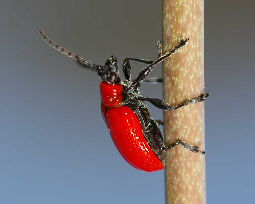 leliehaantje schadelijk insect lelie Lilioceris lilii