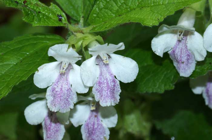 Bijenblad Mellitis melissophylum