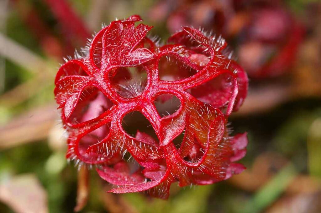 Geranium robertsianum robertskruid blad