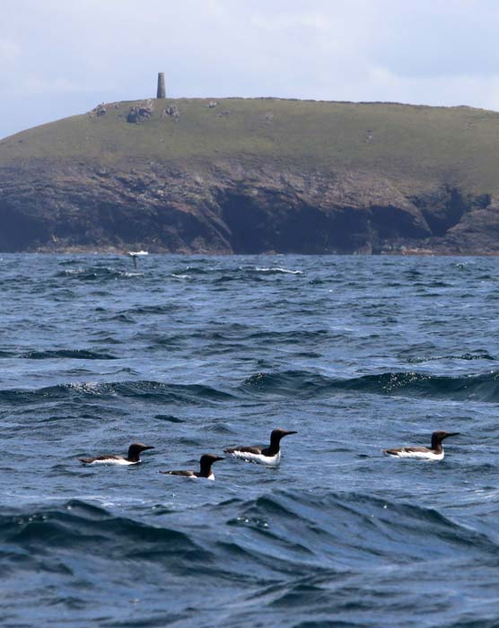 Zeekoeten uria aalge Cornwall