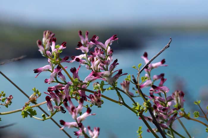 Middelste duivekervel Fumaria muralis