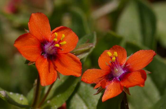 Rood guichelheil Anagallis arvensis
