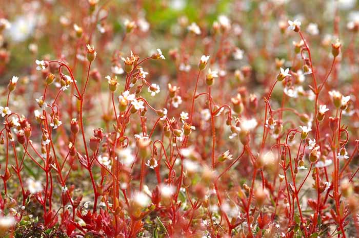 Saxifraga tridactylites