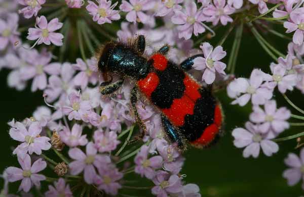 Trichodes apiarius kever