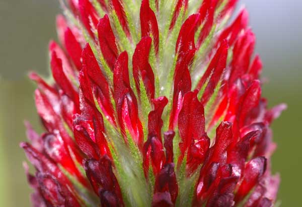 Incarnaatklaver Trifolium incarnatum groenbemester akkerrand