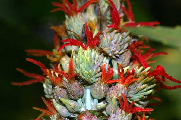 Wonderboom Ricinus communis