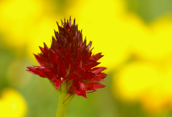 Zwarte vanille orchis Gymnadenia rhellicani