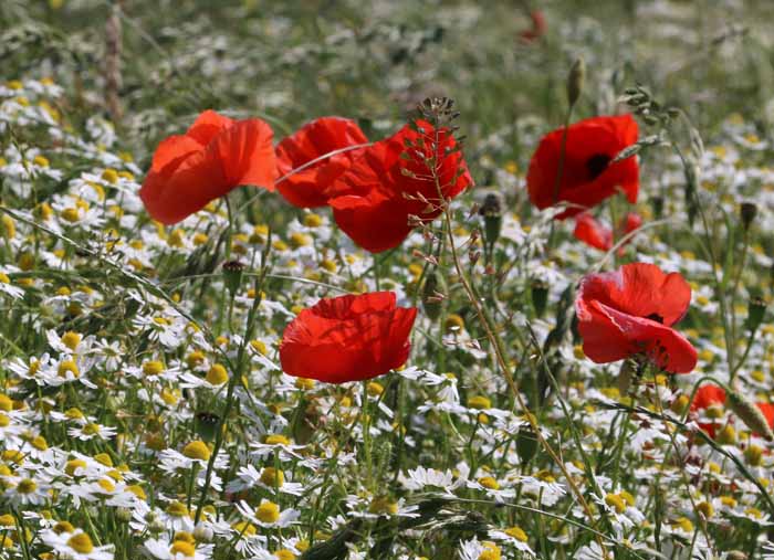 Kamille Matricaria chamomilla klaprozen Papaver rhoas