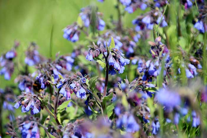 Kaukasische smeerwortel Synphytum caucasicum