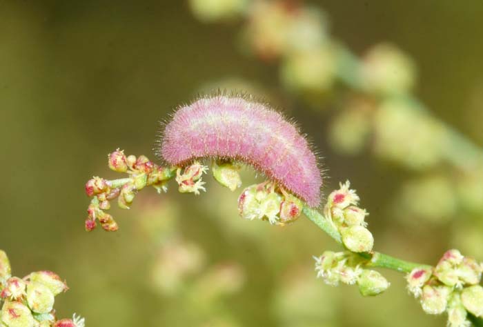 Kleine vuurvlinder, rups Lycaena phlaeas