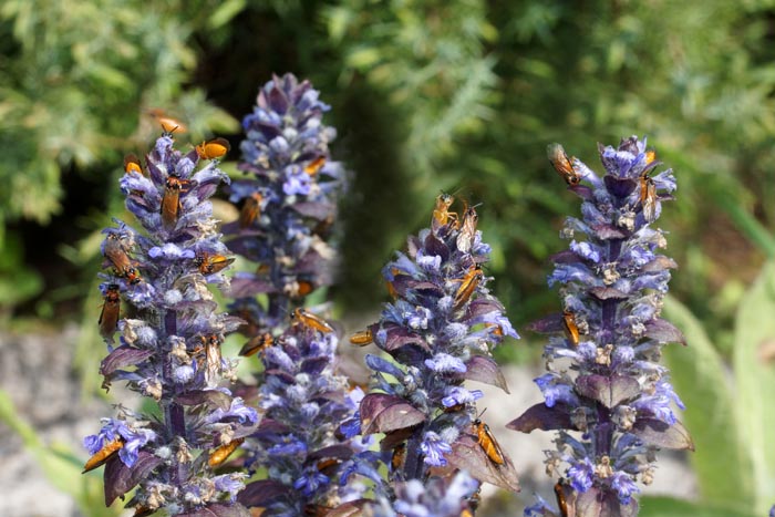 Knollenbladwesp Athalia rosae