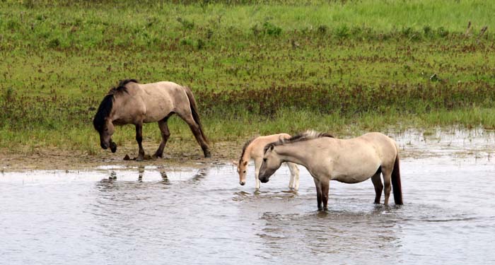 Konikpaarden Blauwe Kamer, Rhenen