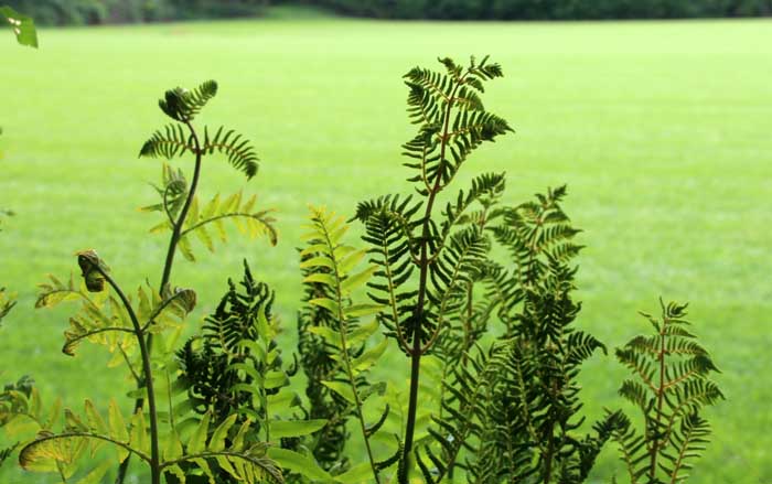 Koningsvaren Osmunda regalis