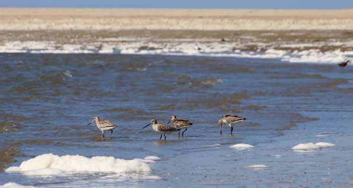 Rosse grutto's Limosa lapponica Texel strand