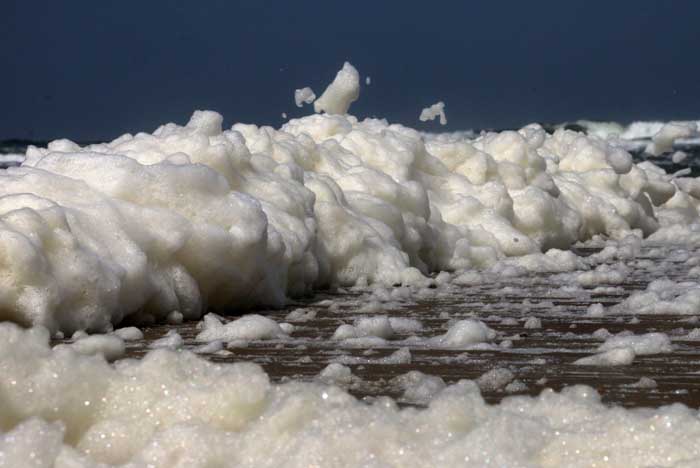 Phaeocystes schuim alg