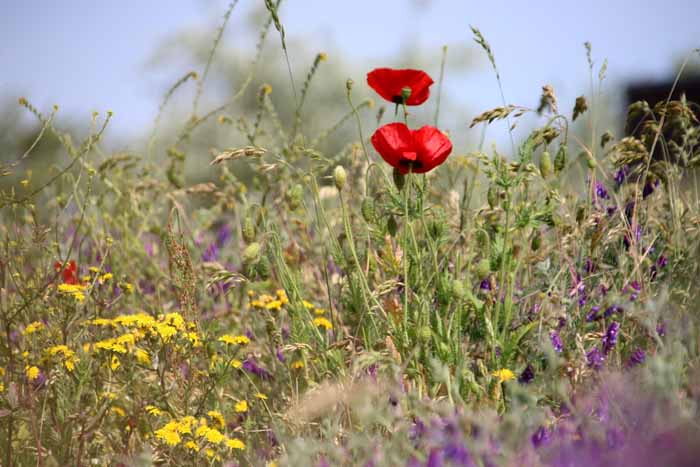 bermbloemen bloei klaproos