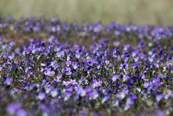 Duinviooltjes Viola curtisii