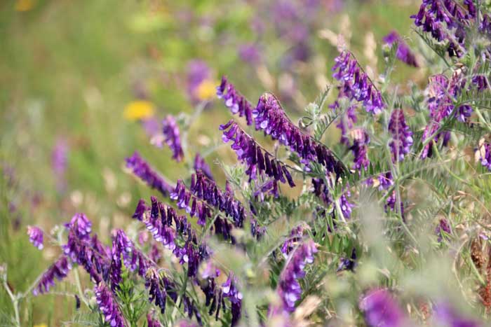 Bonte wikke Vicia villosa