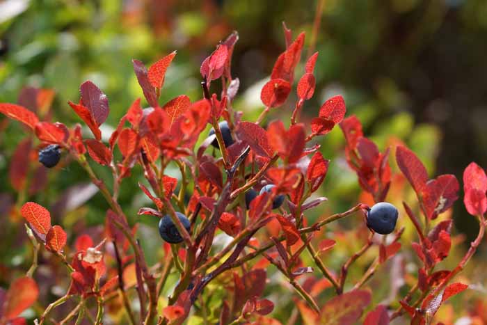 bosbes Vaccinium myrtillus
