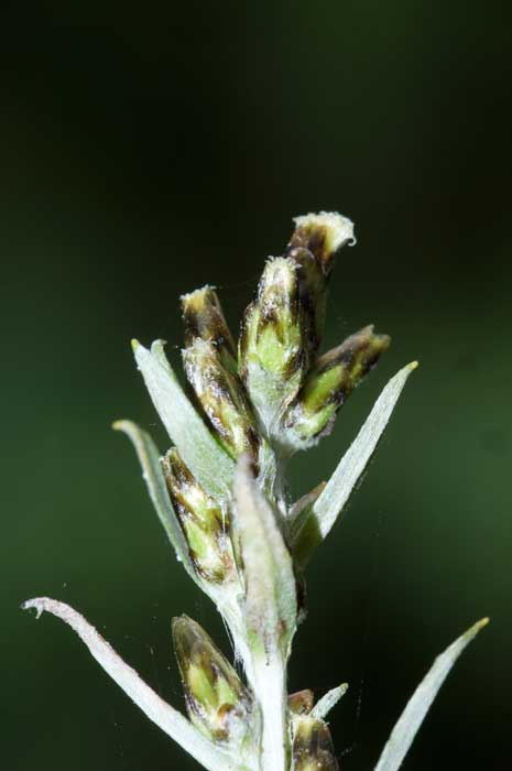 Bosdroogbloem Gnaphalium sylvaticum