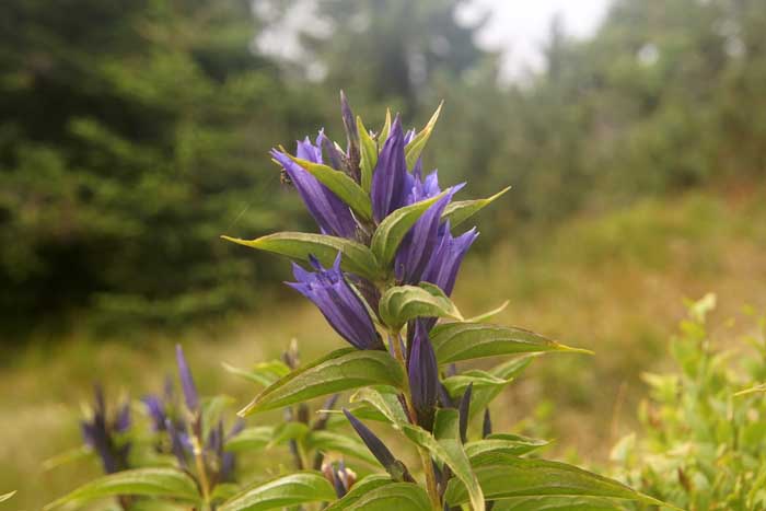 Zijdeplantgentiaan, Gentiana asclepiadea