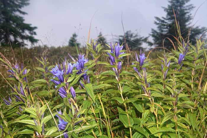 Zijdeplantgentiaan, Gentiana asclepiadea