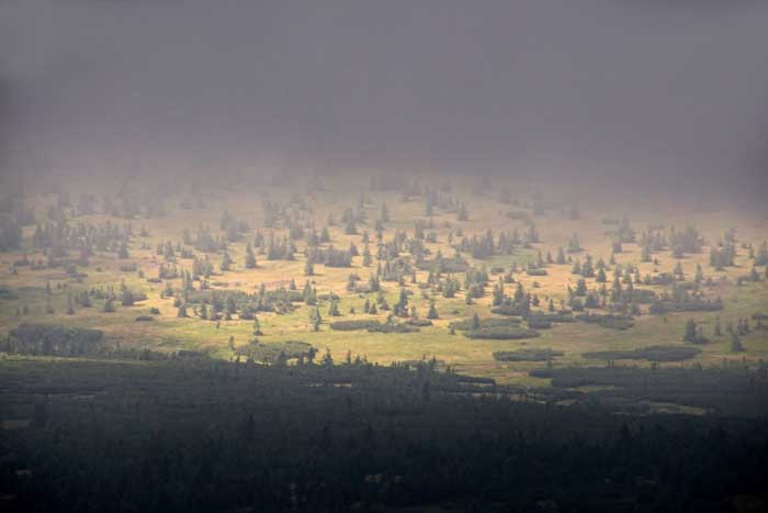 Tsjechië, Reuzengebergte mist sparrenbos