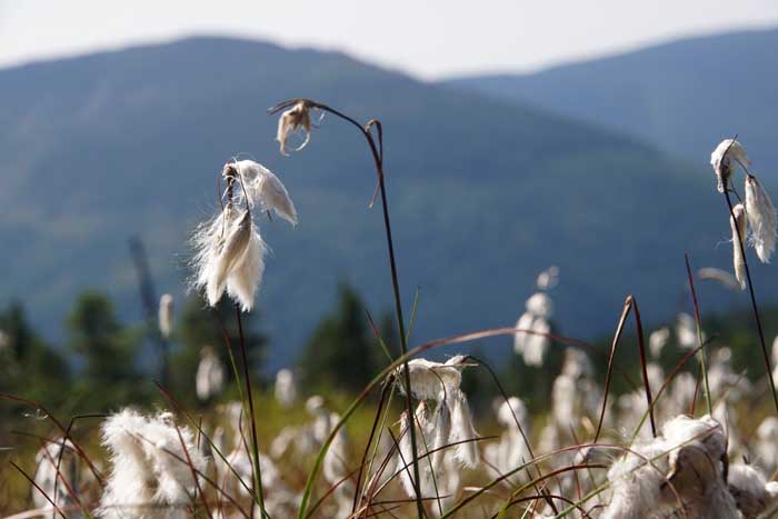 Veenpluis Eriophorum angustifolium
