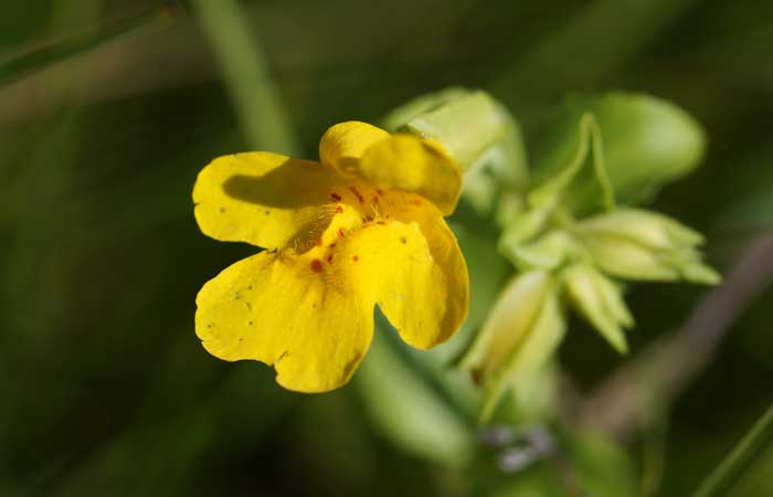 Gele maskerbloem Mimulus guttatus