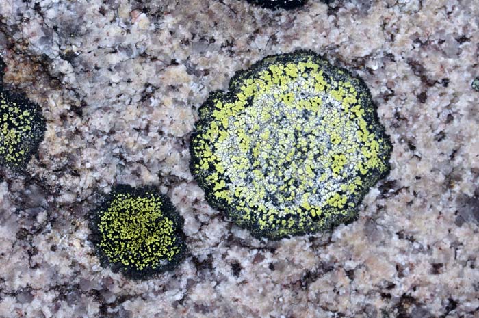 Korstmos Reuzengebergte Tsjechië