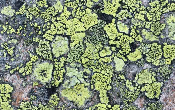 Landkaartmos Rhizocarpon geographicum