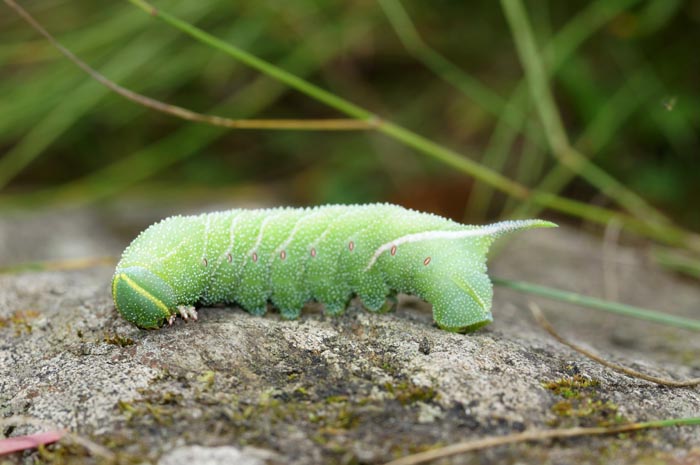 Pauwoogpijlstaart Smerinthus ocellata rups