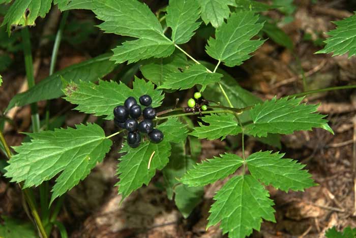 Christoffelkruid of zwarte gifbes Actaea spicata