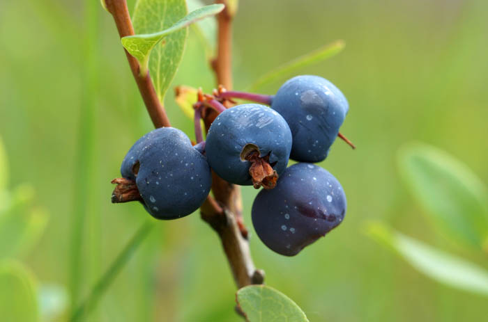 Rijsbes vaccinium uliginosum