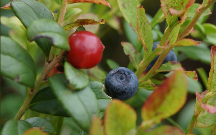 Rode bosbes vossenbes blauwe bosbesVaccinium myrtillus V.vitis-idae,