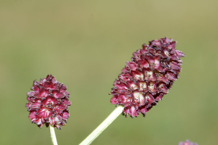 Grote pimpernel Sanguisorba officinalis