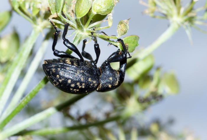 Snuitkever Liparus glabirostris