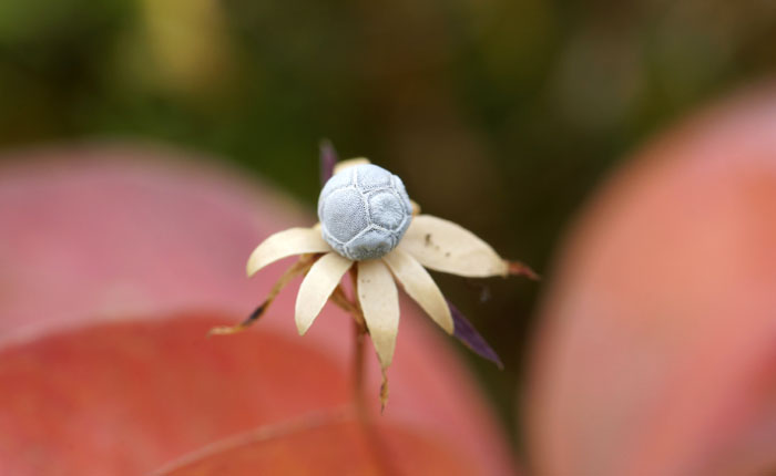 zevenster Trientalis europaea