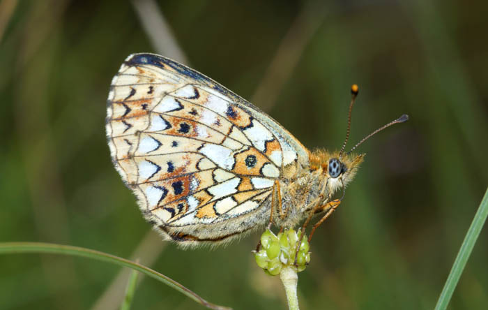 Zilveren maan Boloria selene