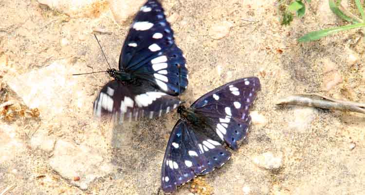 Blauwe ijsvogelvlinders, paring